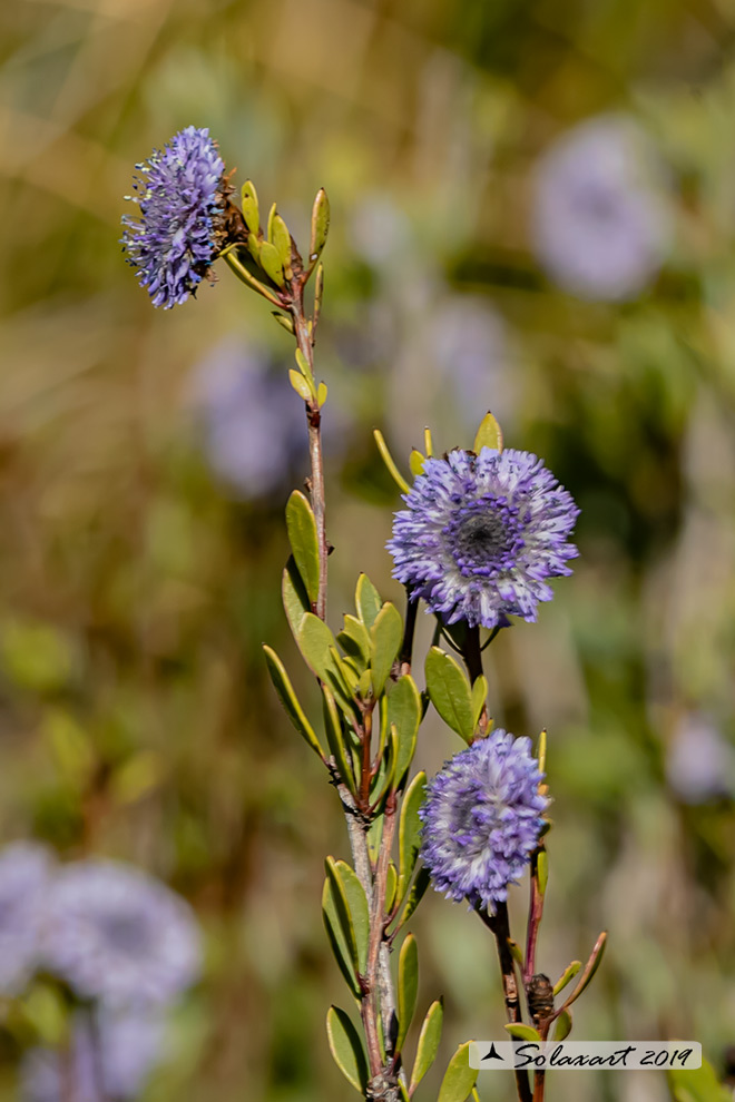 Globularia alypum L.