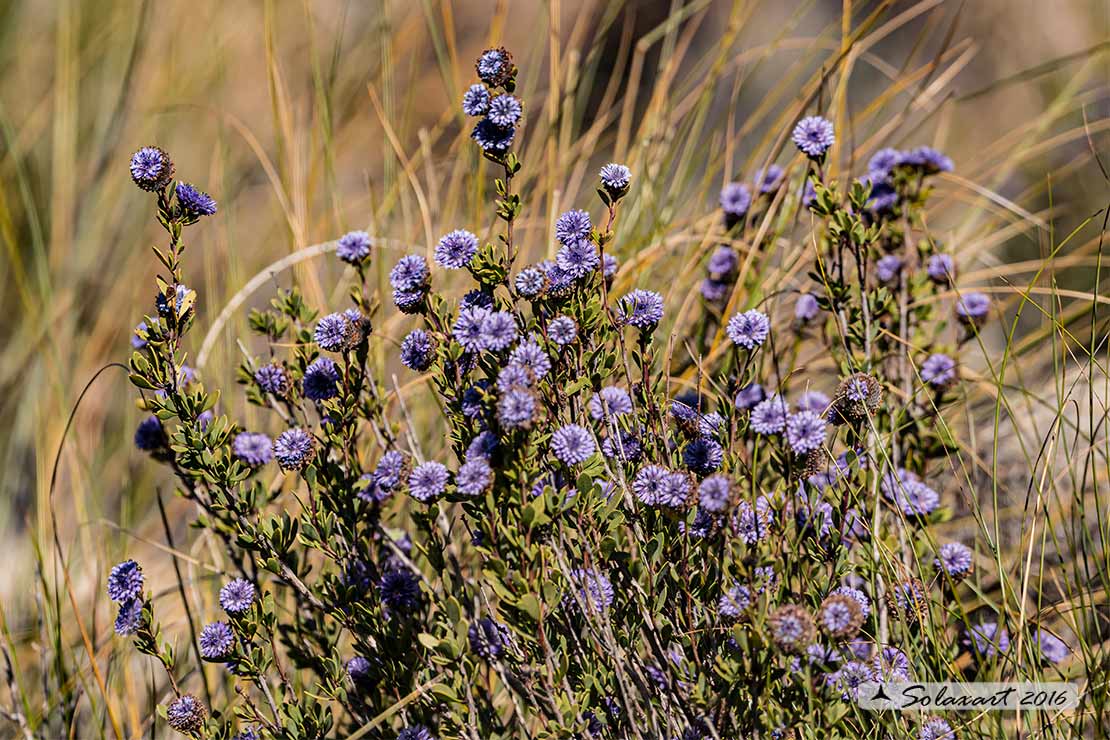 Globularia alypum L.