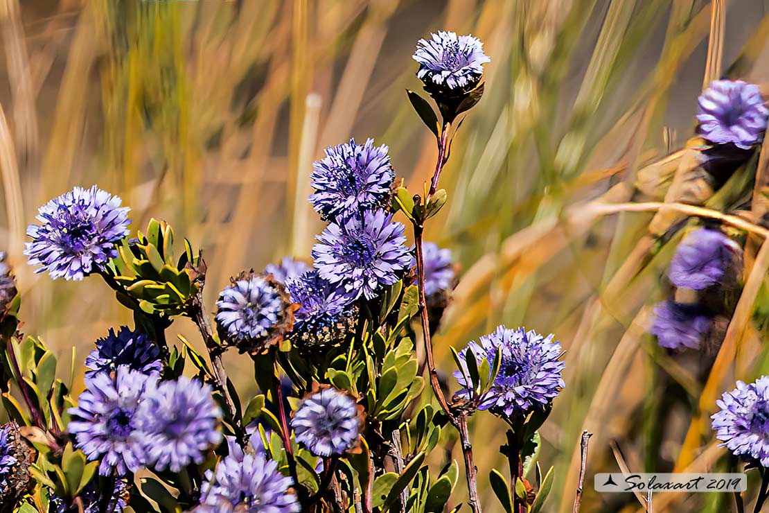 Globularia alypum L.