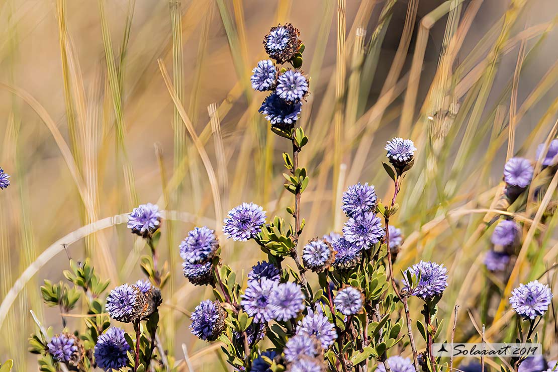 Globularia alypum L.