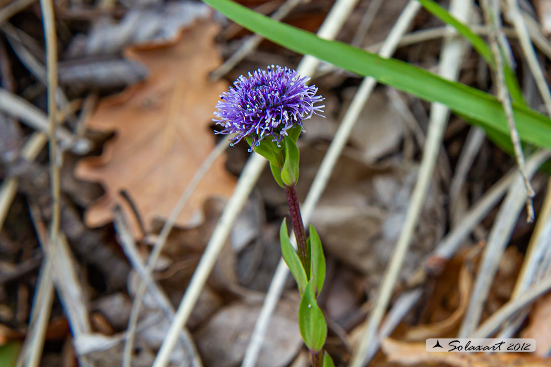 Globularia bisnagarica L.