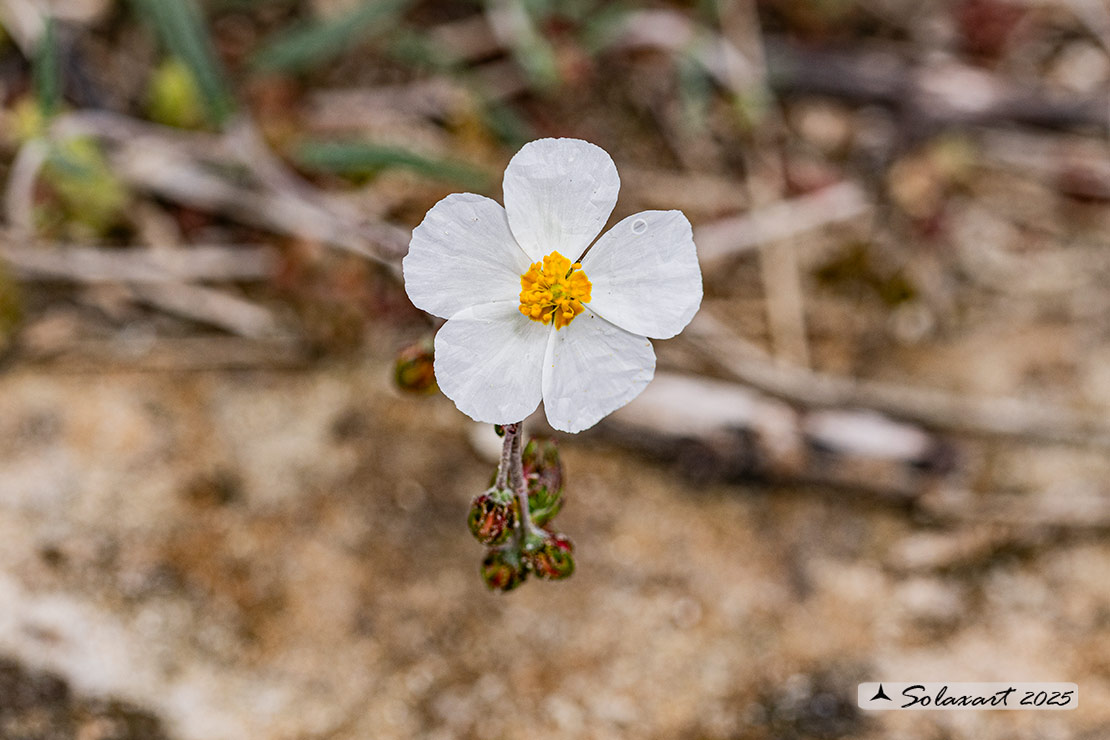 Helianthemum apenninum - Eliantemo degli Appennini