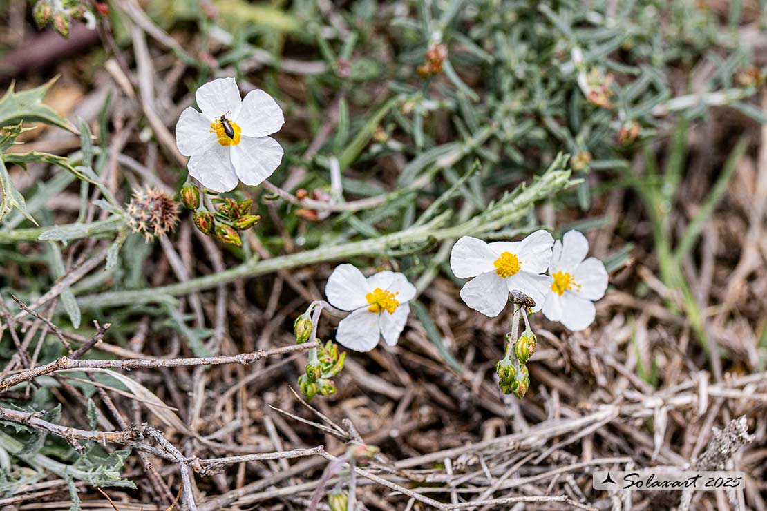 Helianthemum apenninum - Eliantemo degli Appennini