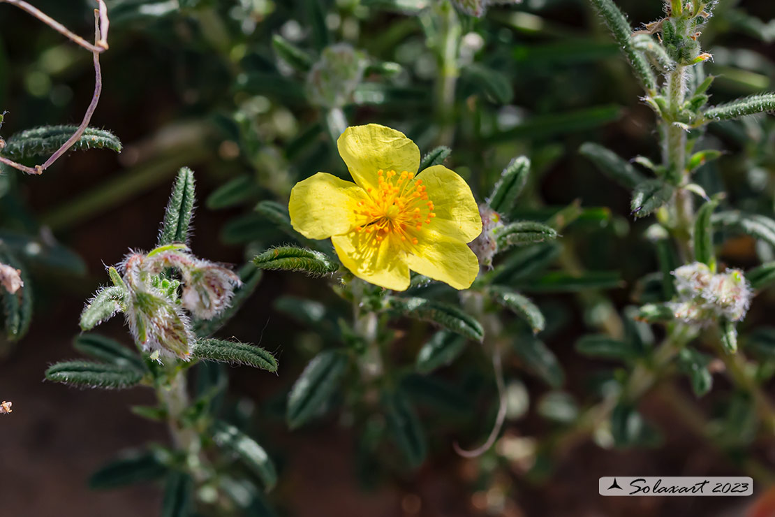 Helianthemum hirtum 