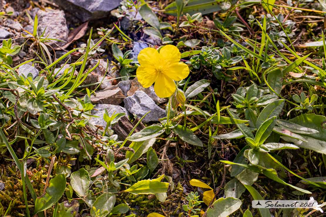 Helianthemum nummularium