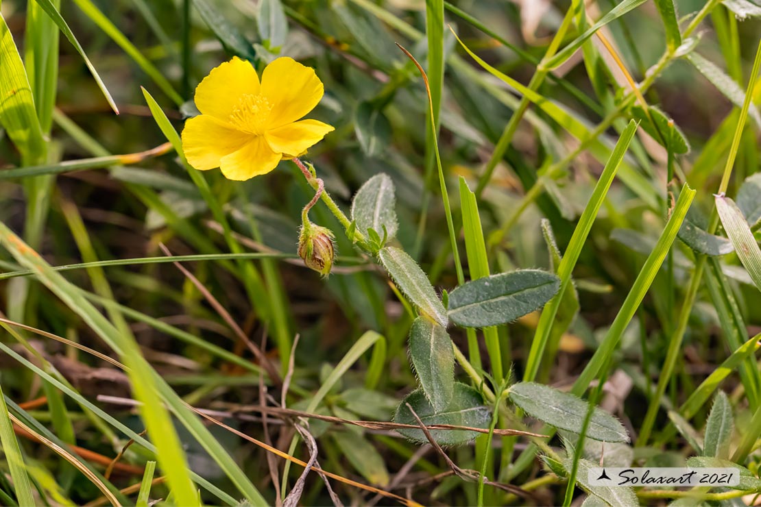 Helianthemum nummularium