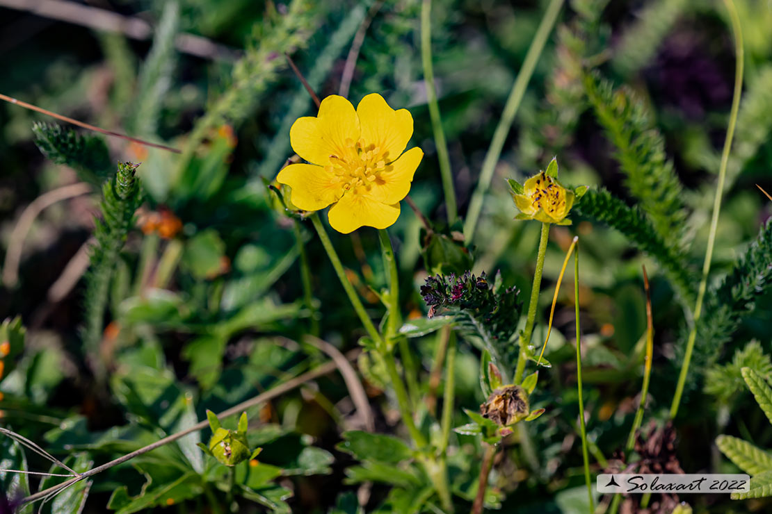 Helianthemum oelandicum subsp. alpestre