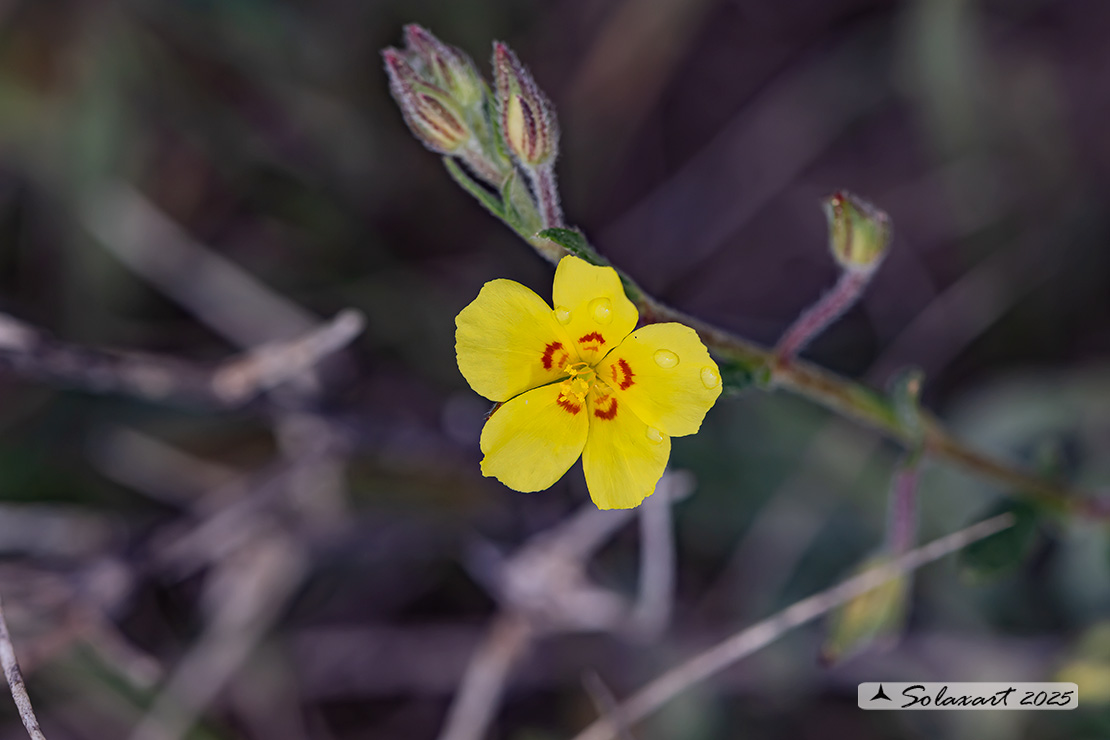Helianthemum salicifolium