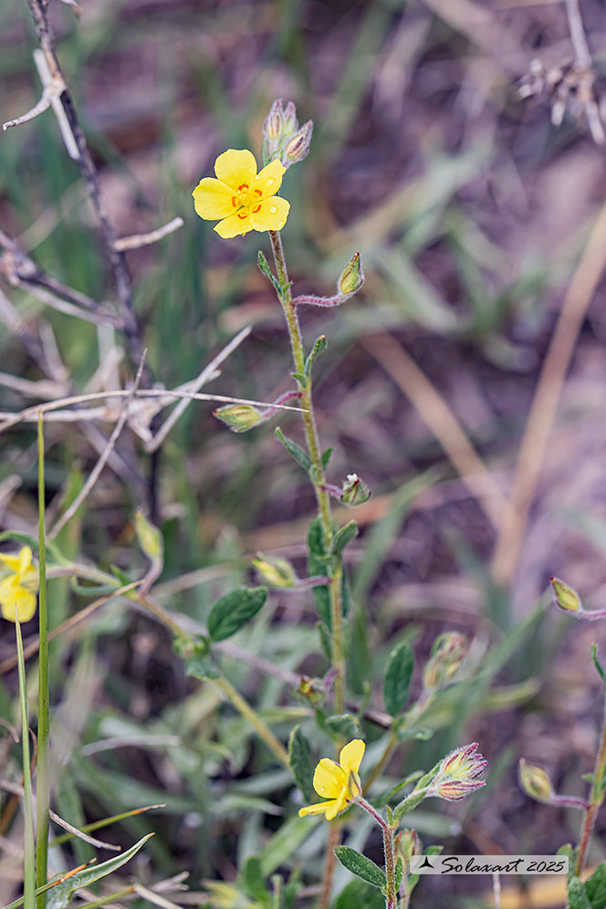 Helianthemum salicifolium