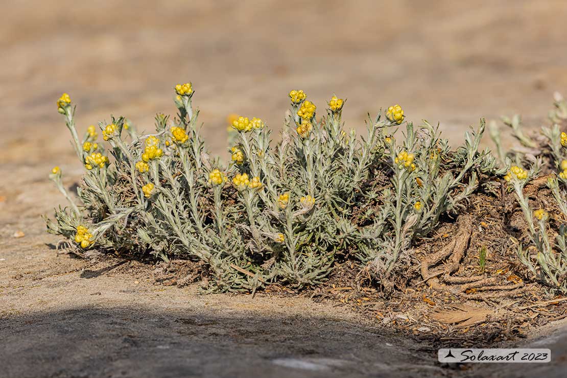 Helichrysum stoechas