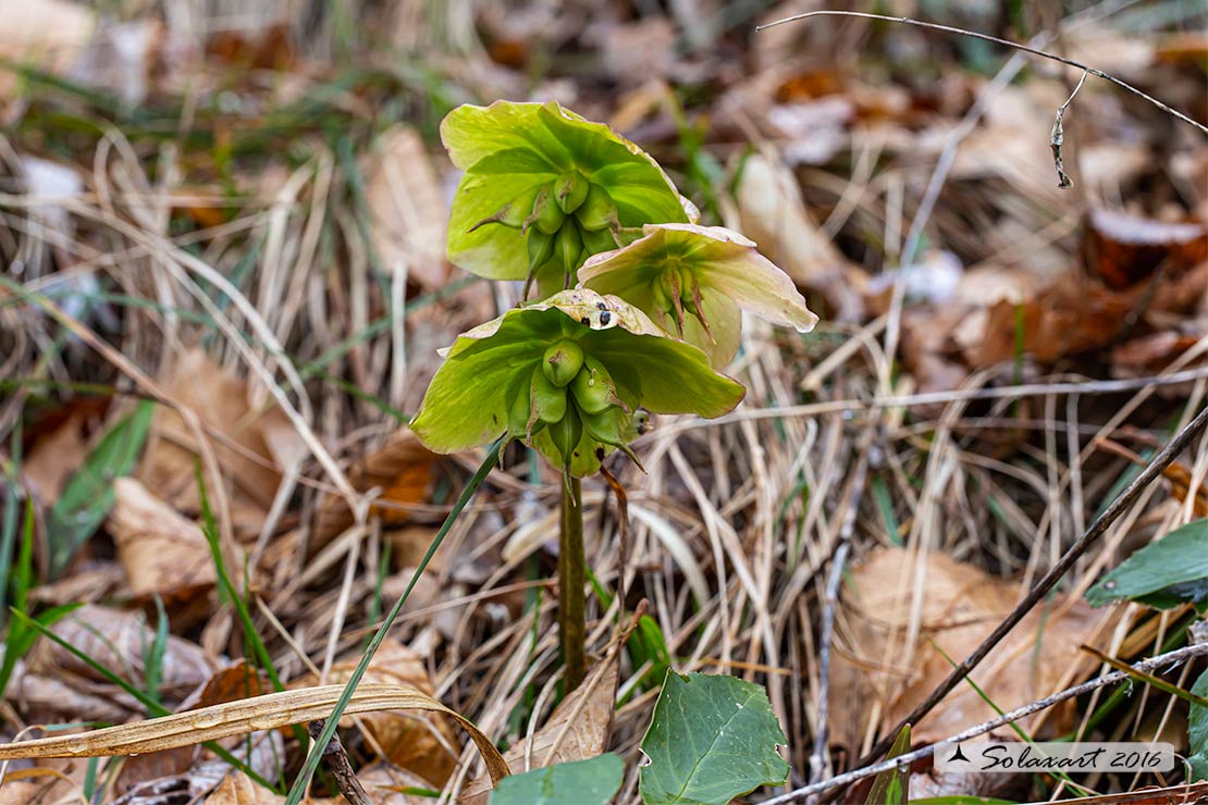 Helleborus niger - Elleboro bianco