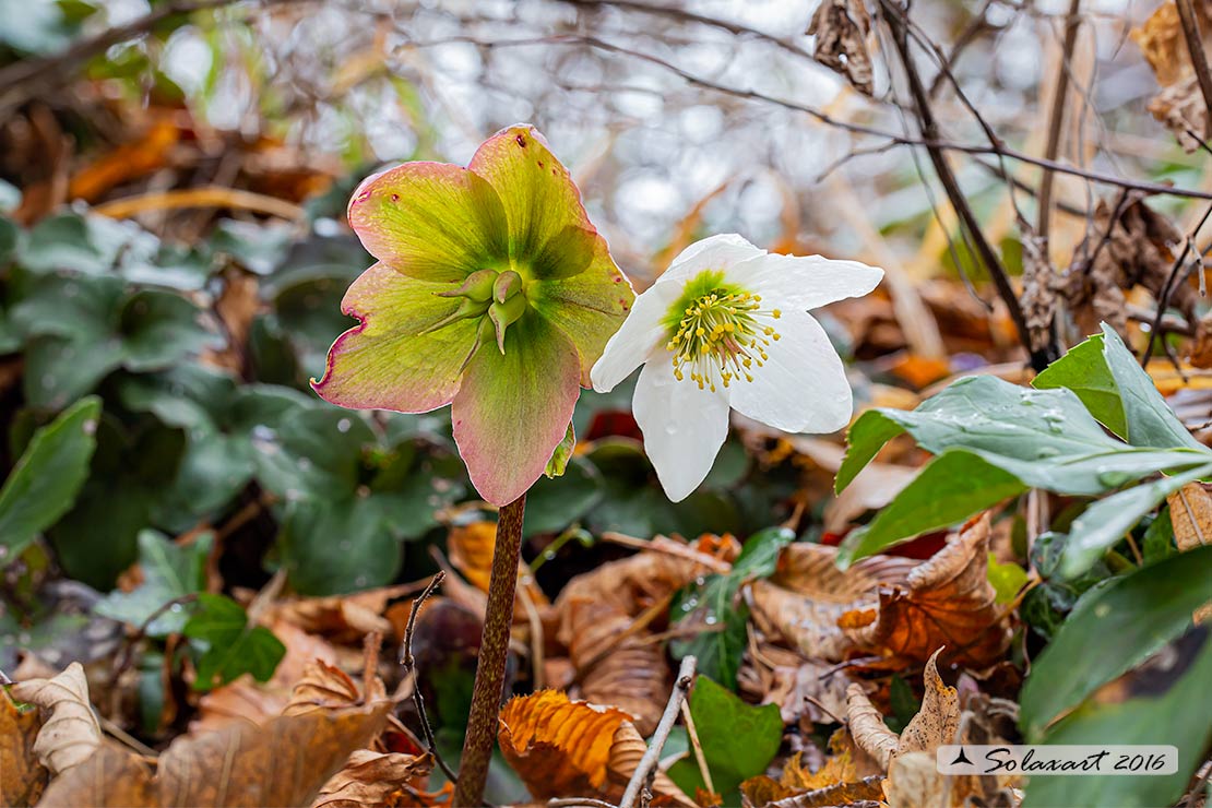 Helleborus niger - Elleboro bianco