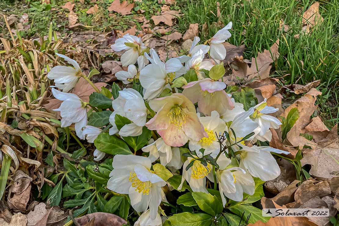 Helleborus niger - Elleboro bianco