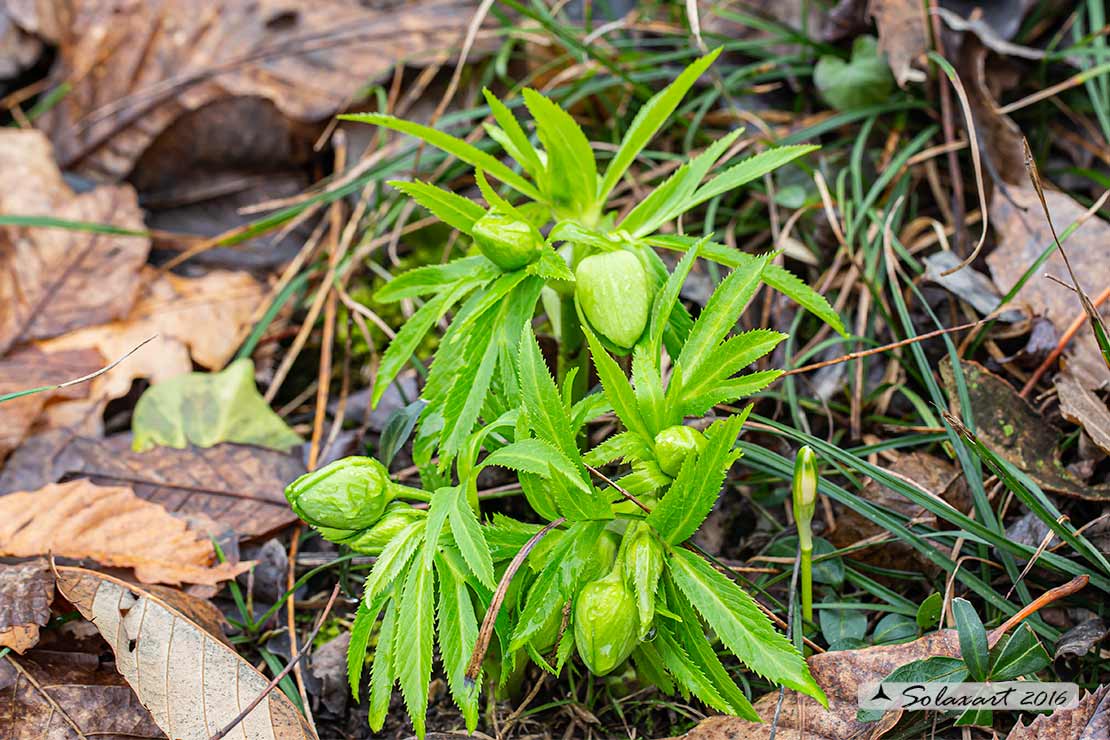 Helleborus viridis - Elleboro verde