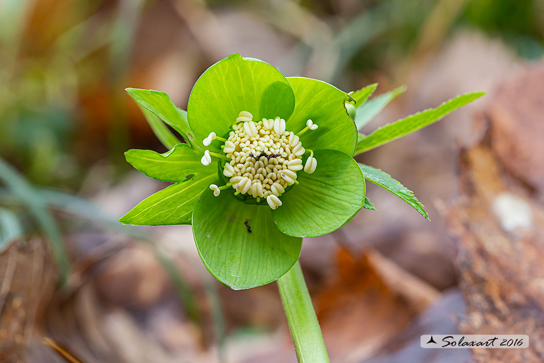 Helleborus viridis - Elleboro verde