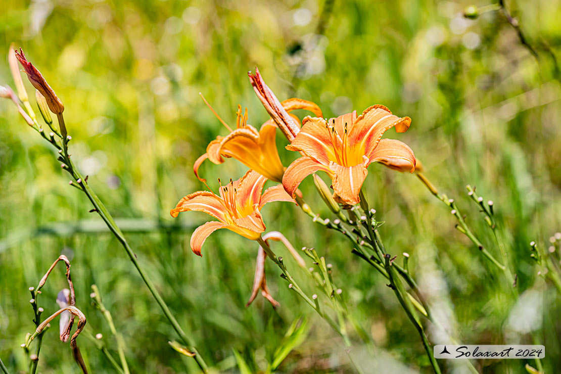 Giglio turco - Hemerocallis fulva