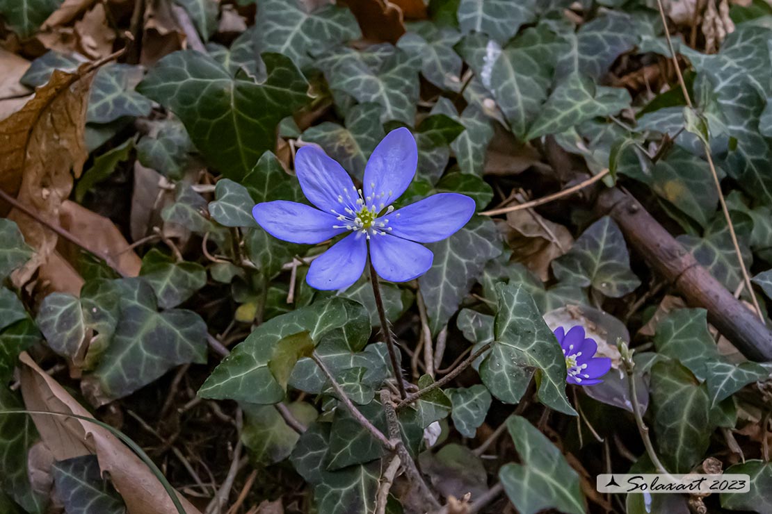 Hepatica nobilis - Erba trinità