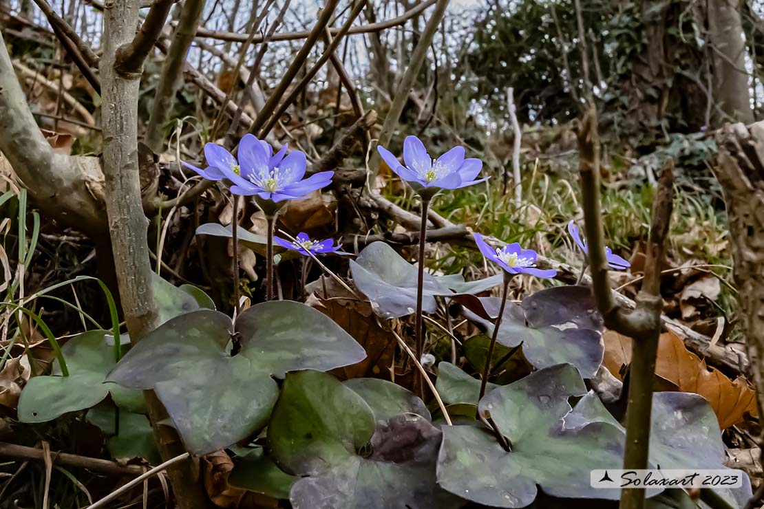 Hepatica nobilis - Erba trinità