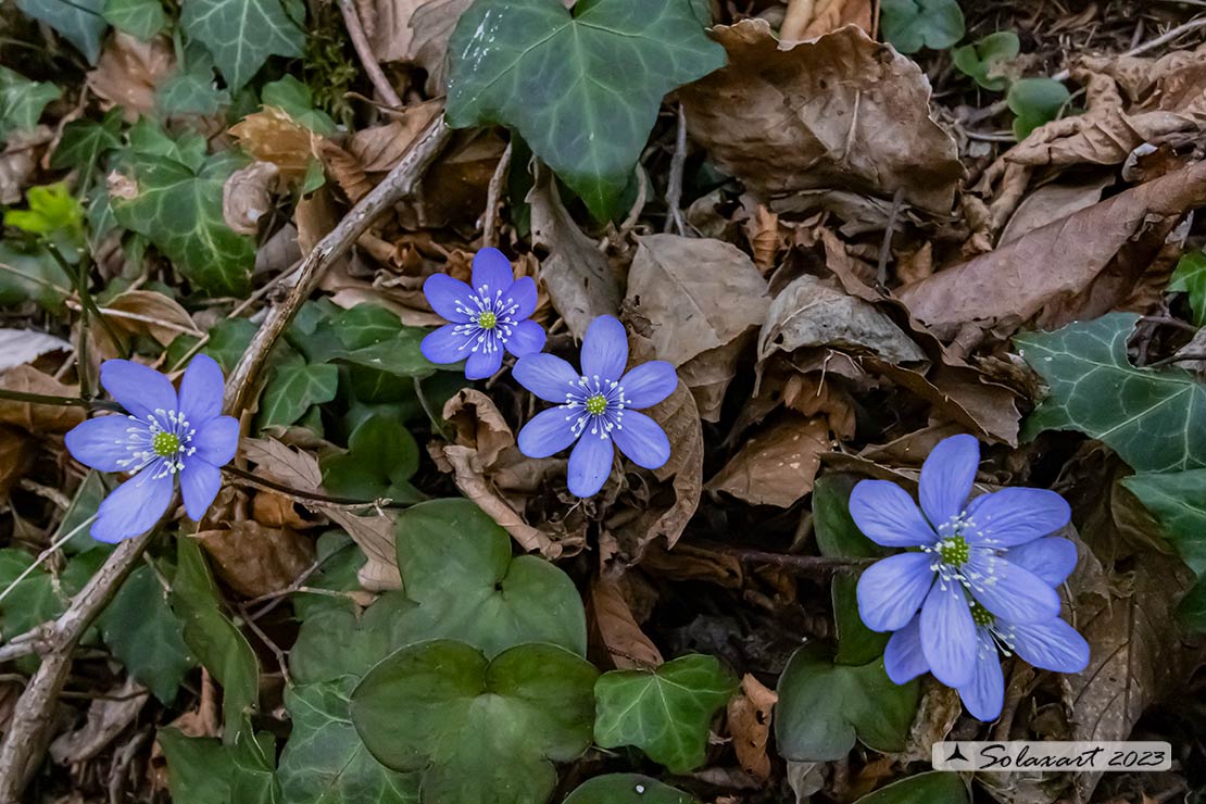 Hepatica nobilis - Erba trinità