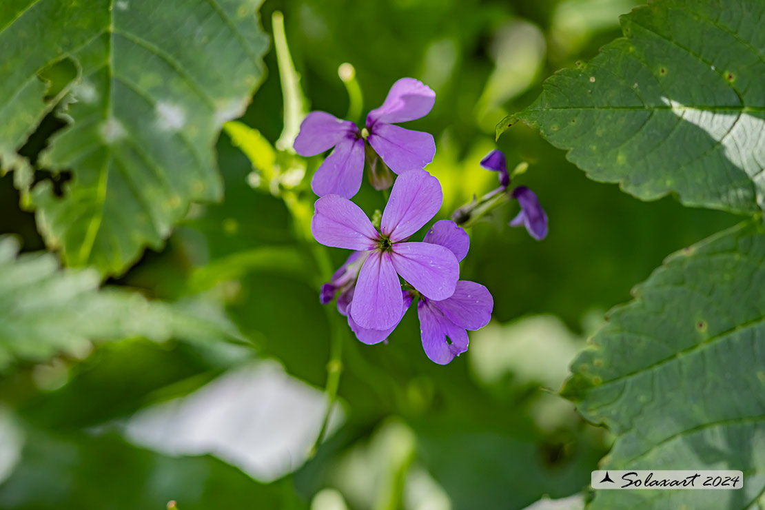 Hesperis matronalis