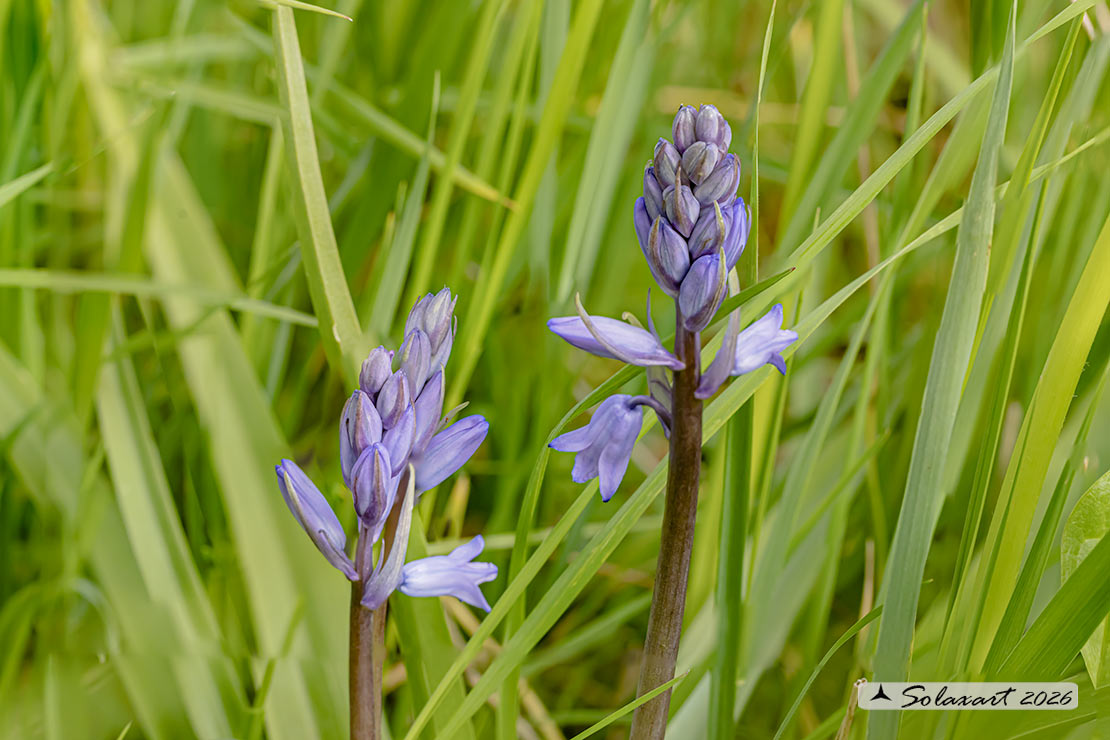 Hyacinthoides hispanica - Giacinto di Spagna