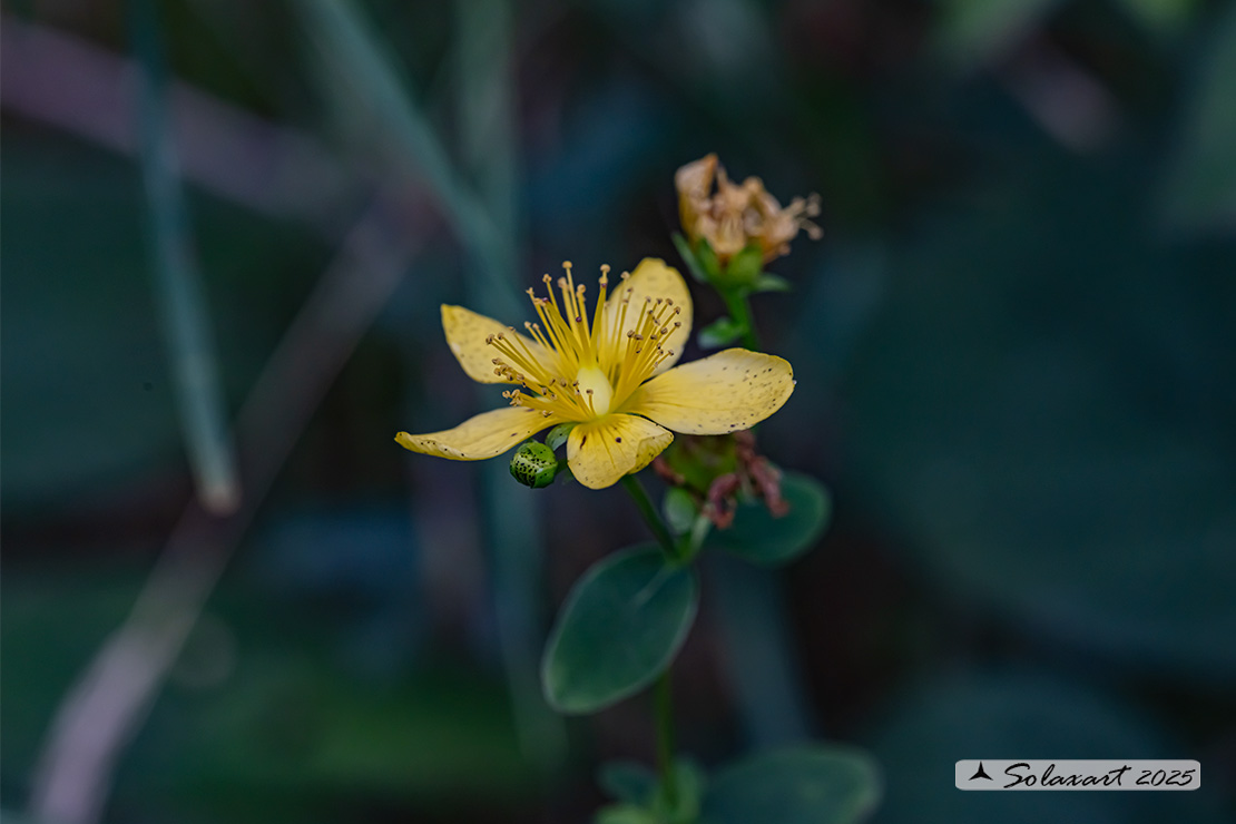 Hypericum maculatum