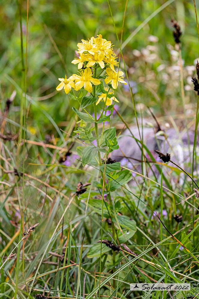 Hypericum montanum - Erba di San Giovanni