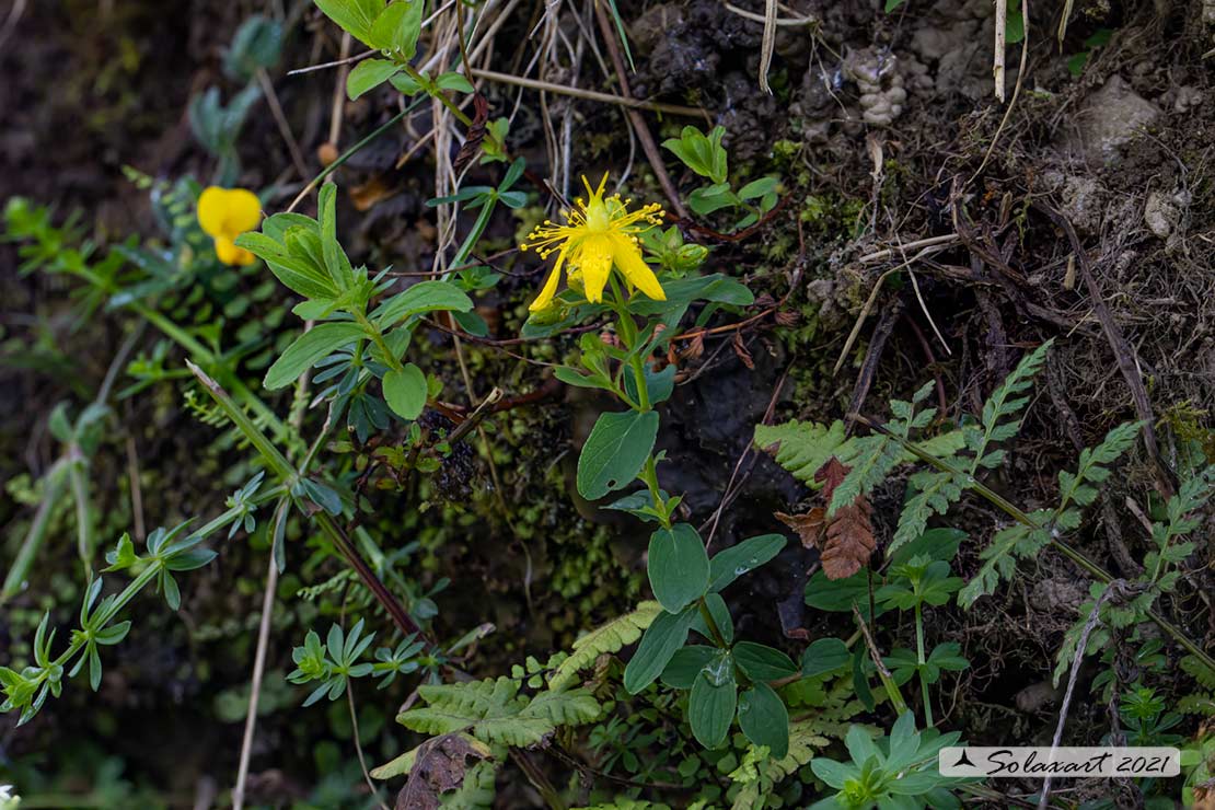 Hypericum perforatum - Erba di San Giovanni