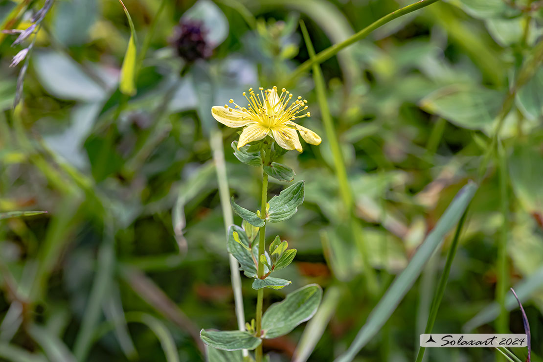 Hypericum perforatum - Erba di San Giovanni