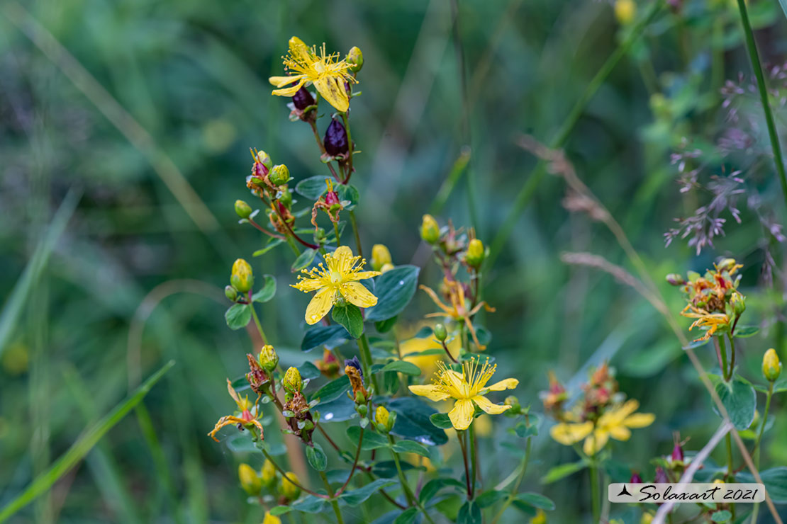 Hypericum perforatum - Erba di San Giovanni