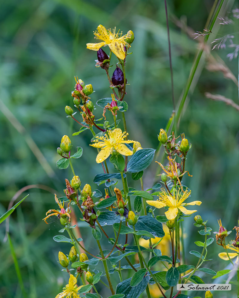 Hypericum perforatum - Erba di San Giovanni