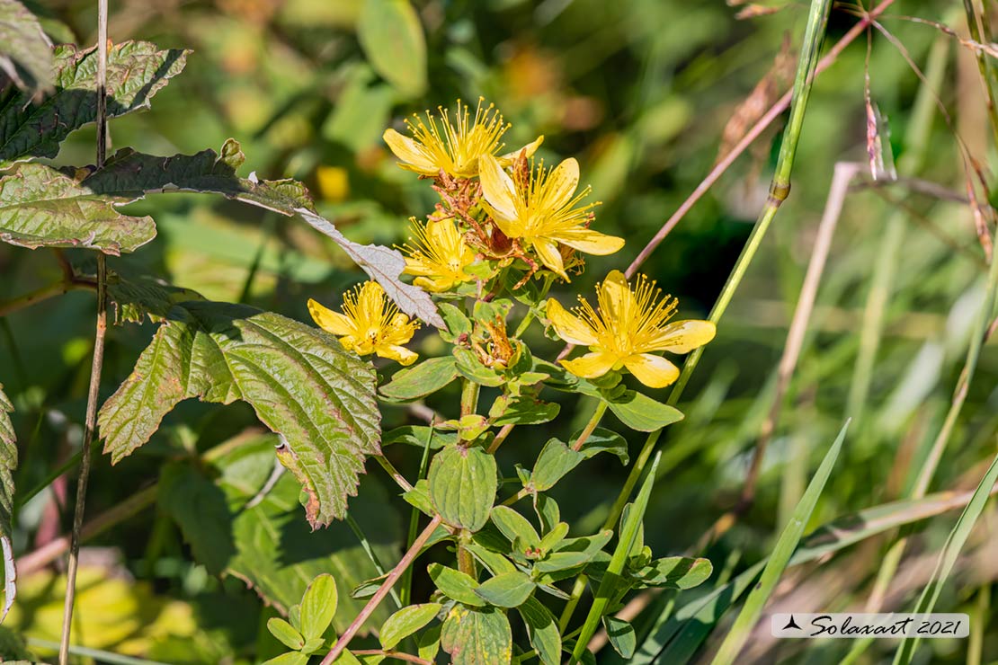 Hypericum perforatum - Erba di San Giovanni