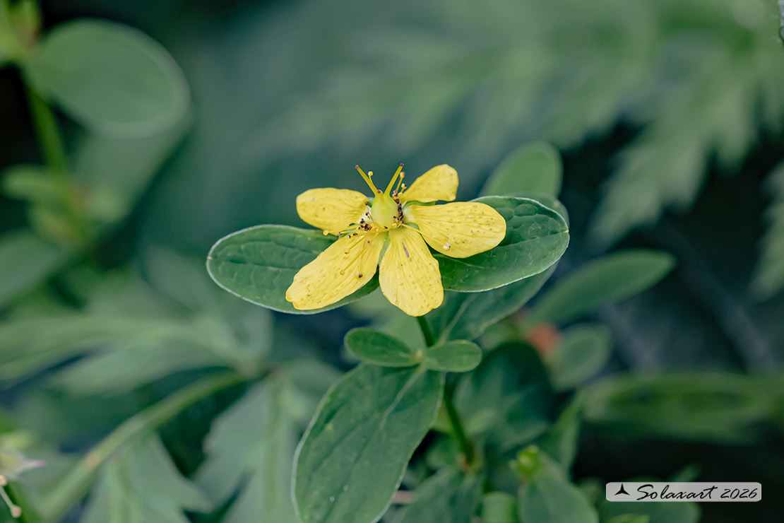 Hypericum perforatum - Erba di San Giovanni