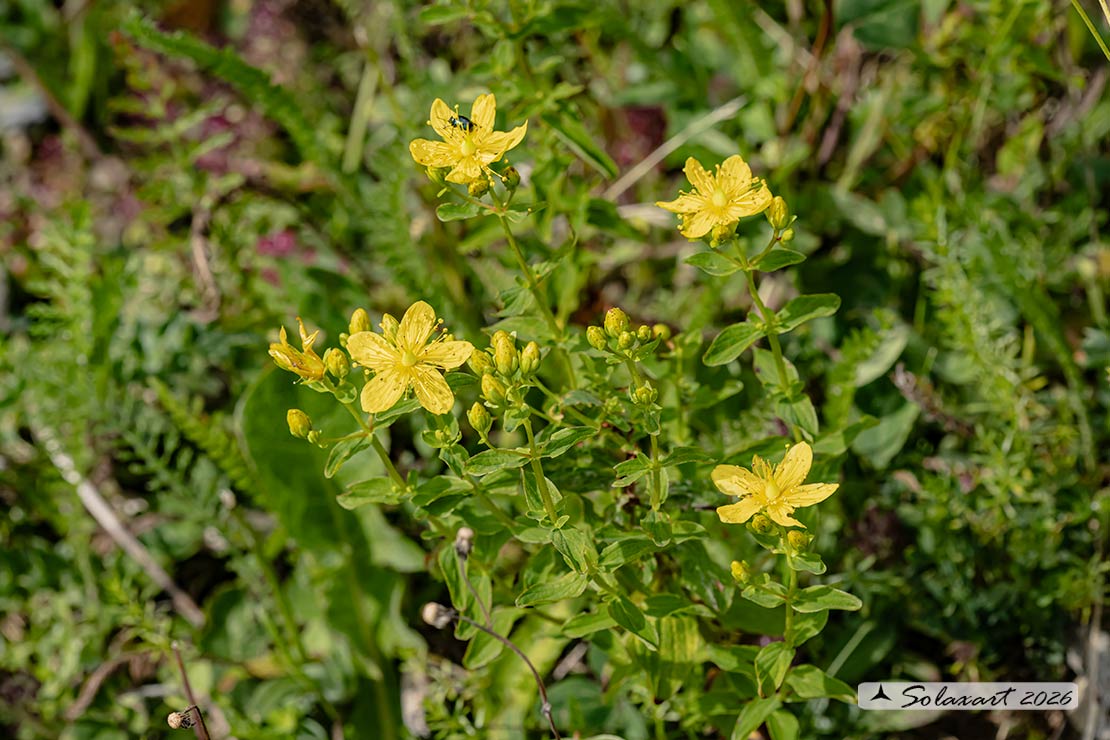 Hypericum perforatum - Erba di San Giovanni