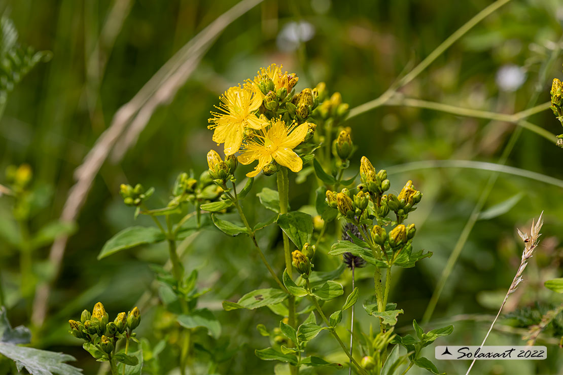 Hypericum perforatum - Erba di San Giovanni