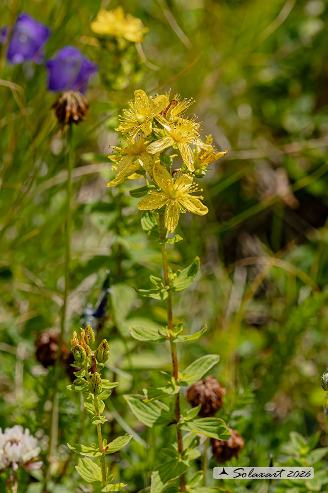 Hypericum perforatum - Erba di San Giovanni