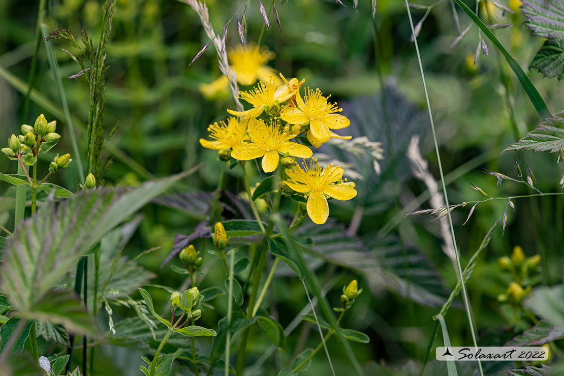 Hypericum perforatum - Erba di San Giovanni