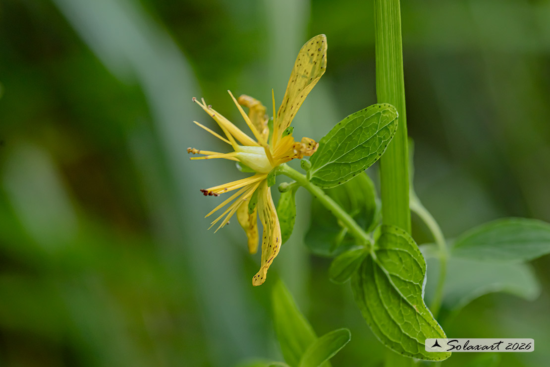 Hypericum punctatum - Erba di San Giovanni maculata