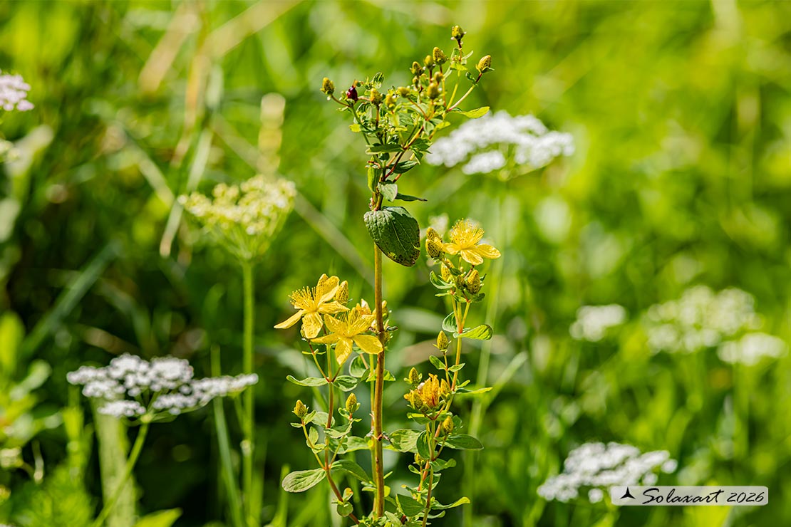 Hypericum punctatum - Erba di San Giovanni maculata
