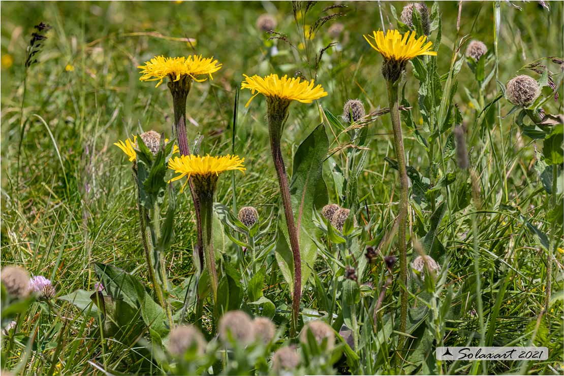 Hypochaeris uniflora - Costolina alpina