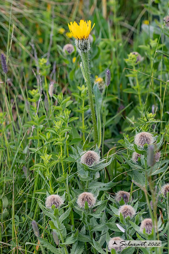 Hypochaeris uniflora - Costolina alpina