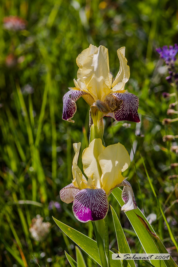 Iris sambucina 