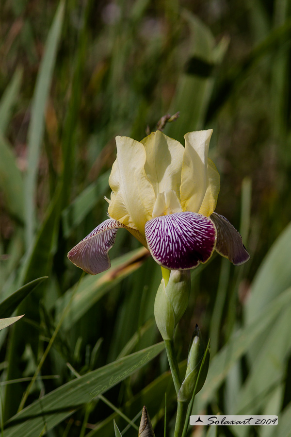 Iris sambucina   