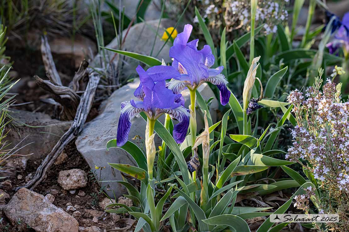 Ordine: Liliales; Famiglia: Iridaceae; Specie:Iris bicapitata 