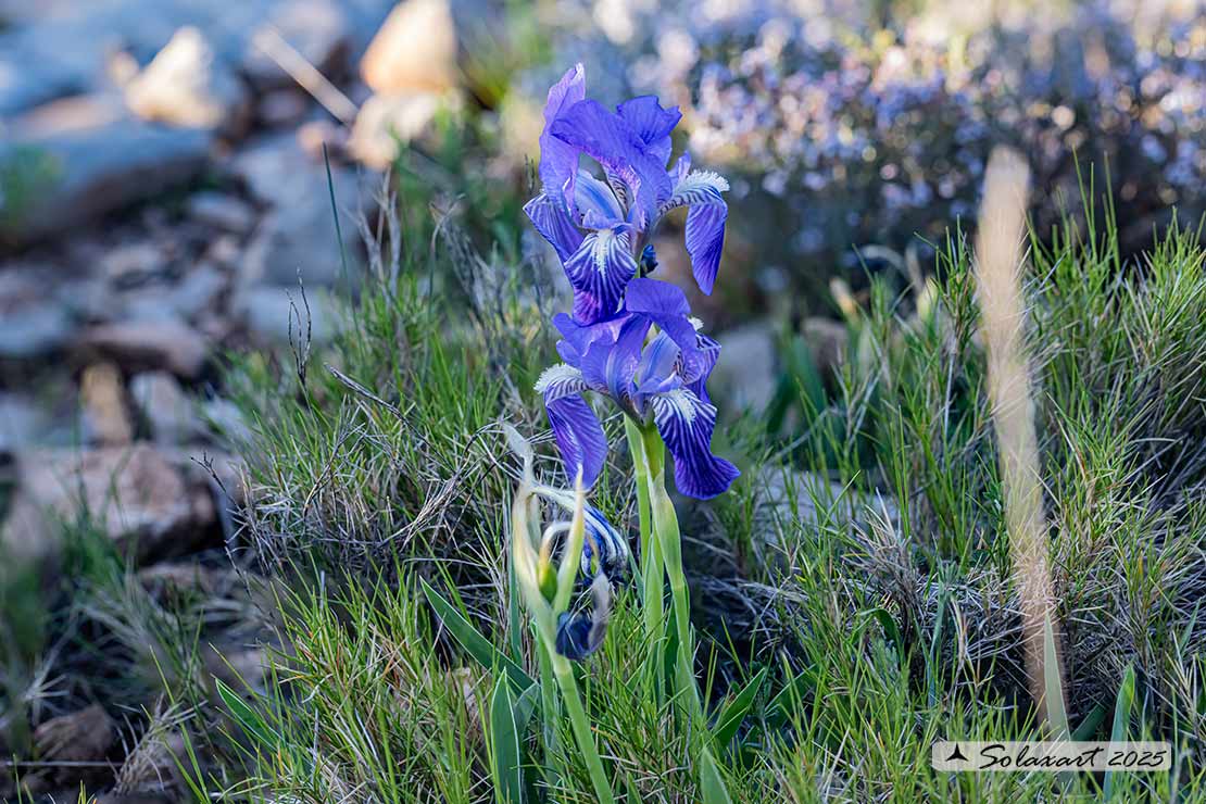 Ordine: Liliales; Famiglia: Iridaceae; Specie:Iris bicapitata 