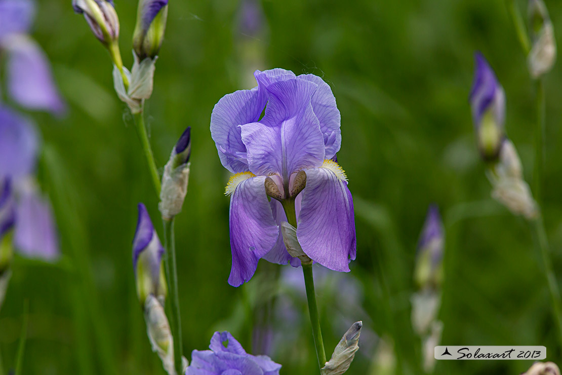 Giaggiolo (Iris pallida)