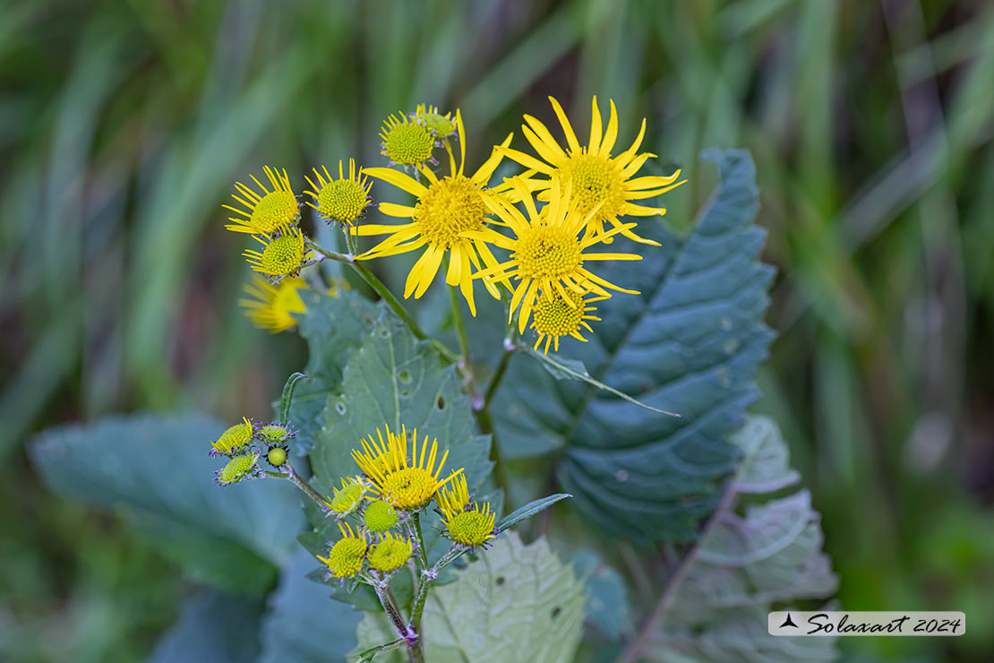 Jacobaea alpina - Senecione alpino