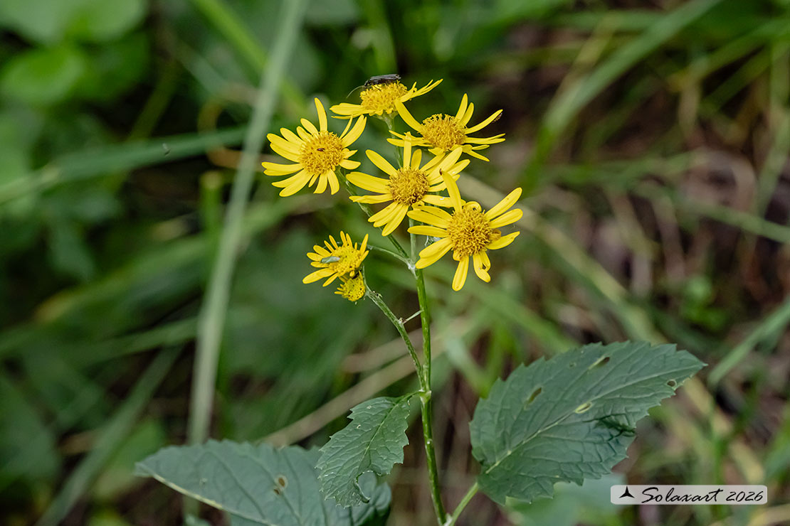 Jacobaea vulgaris - Senecione di San Giacomo