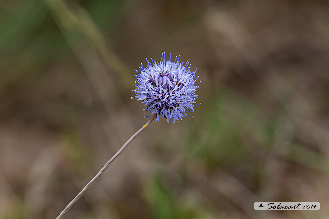 Campanulaceae Jasione montana
