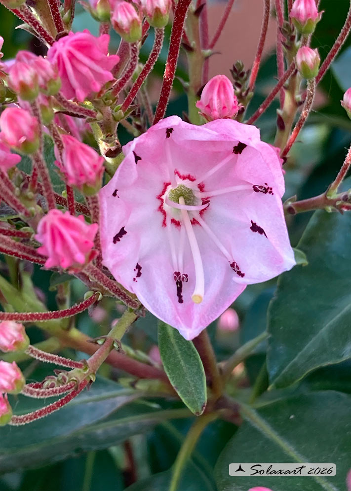 Kalmia  latifolia 'Ginkona'